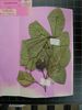 Herbarium sample